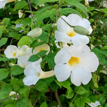 White Thunbergia Flower Seeds – Heirloom Non-GMO Seeds for Climbing and Decorative Garden Planting