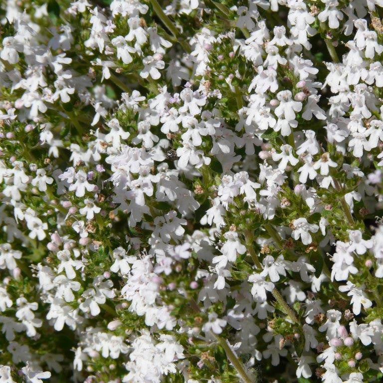 Heirloom Thymus Fragrantissimus Seeds, Non-GMO, Aromatic Herb for Garden Borders
