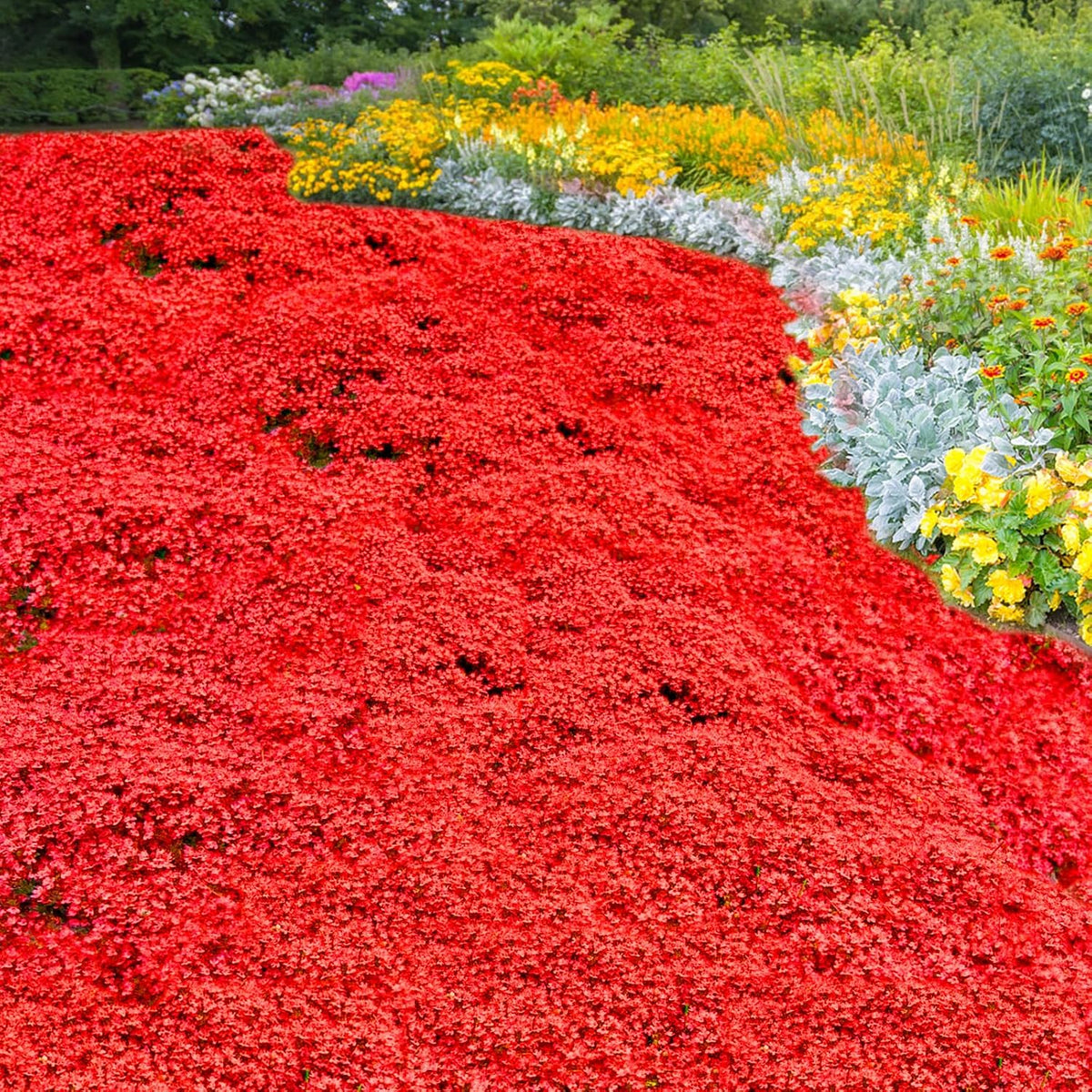Thymus serpyllum 'Magic Red' seeds for ornamental herb gardens and raised beds.