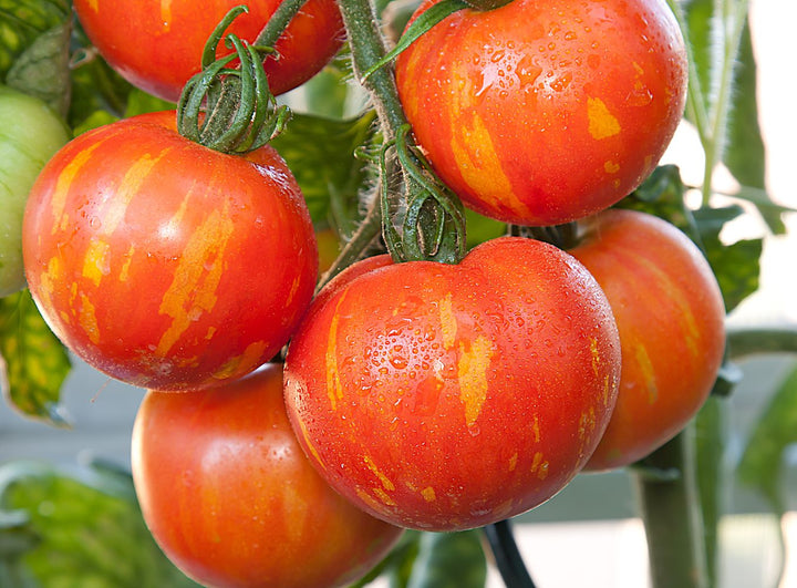 Tigerella Bi-Color Tomato Seeds for Planting – Heirloom & Non-GMO Seeds
