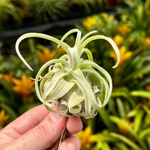 Heirloom Non-GMO Green Tillandsia Streptophylla Seeds for Garden Planting – Unique Plant Variety