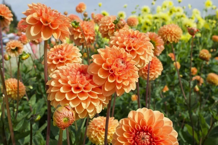 Dahlia Flower Seeds for Planting, 100 pcs