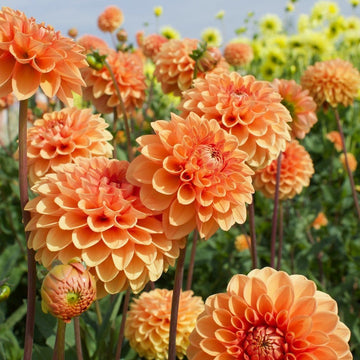 Heirloom (Heirloom scientific name) for planting in garden