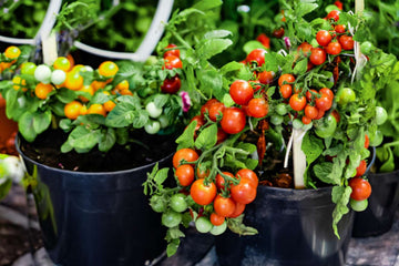 Assorted tomato plants growing in a home vegetable garden
