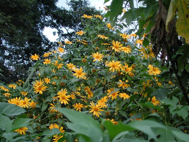 Tithonia Diversifolia Sunflower Seeds – Heirloom, Non-GMO Flower Seeds for Planting