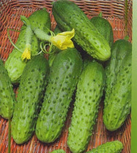Titus F1 cucumber plants growing in a healthy home garden.