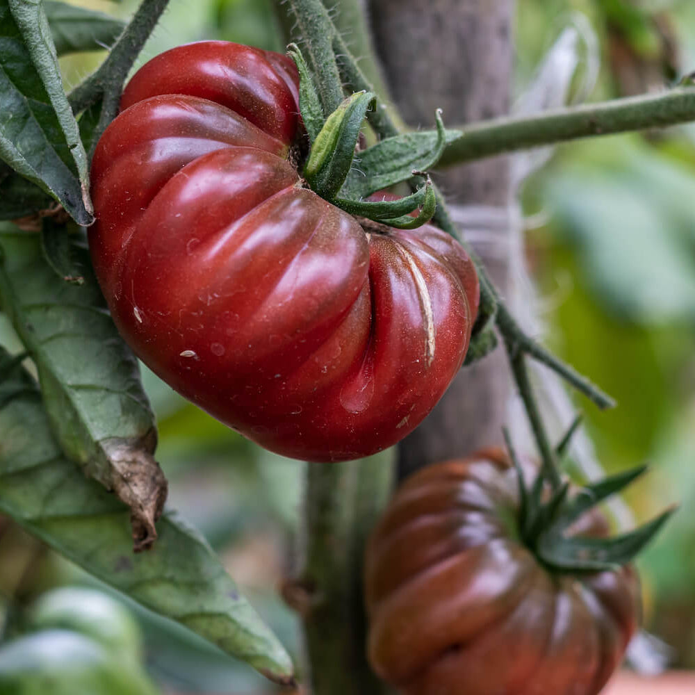 Purple Calabash Vegetable Seeds for Planting heirloom & Non-GMO Seeds