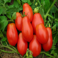 Roma VF Tomato Vegetable Seeds for Planting - Heirloom & Non-GMO Garden Seeds