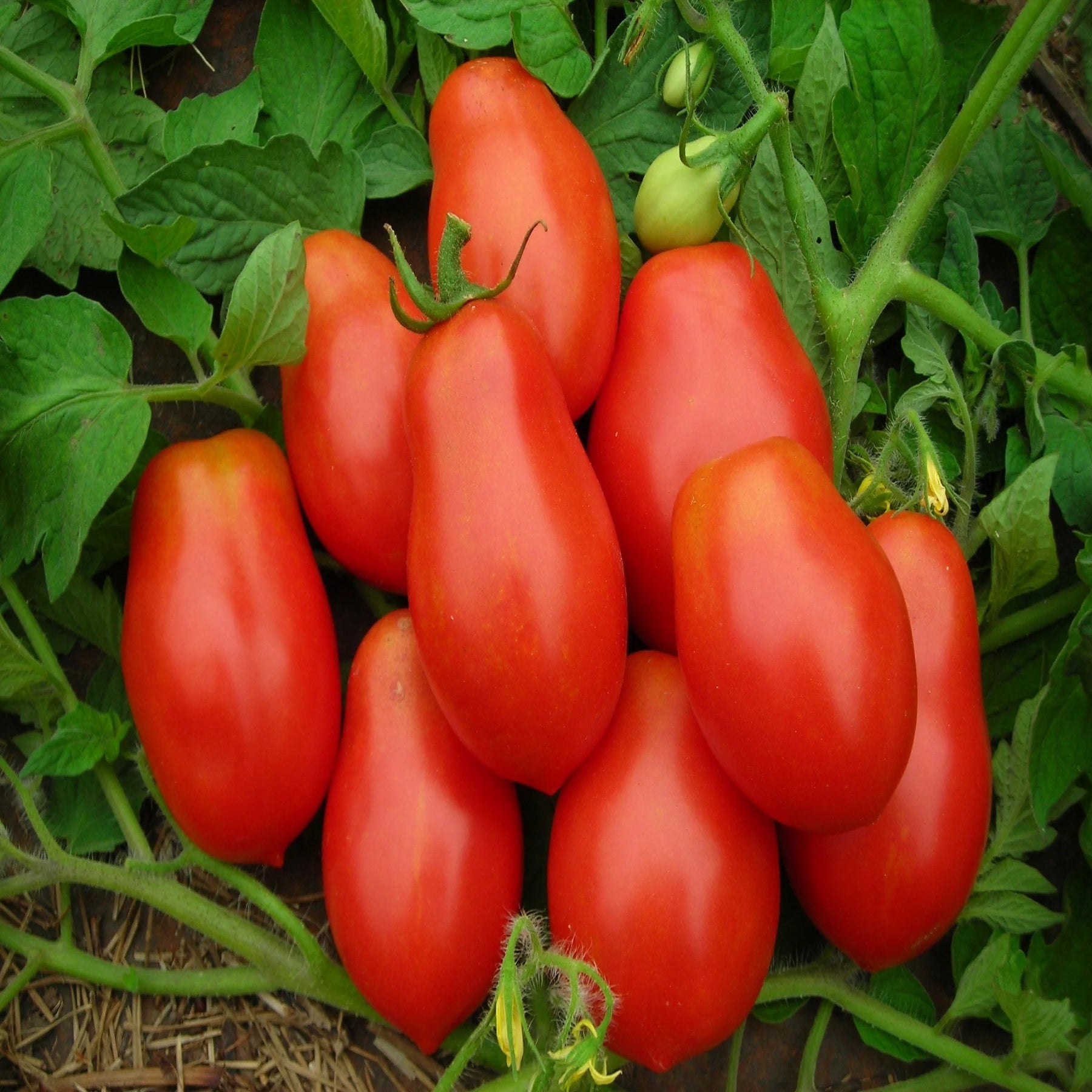 Roma VF Tomato Solanum lycopersicum for planting in vegetable patch