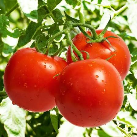 Tomato