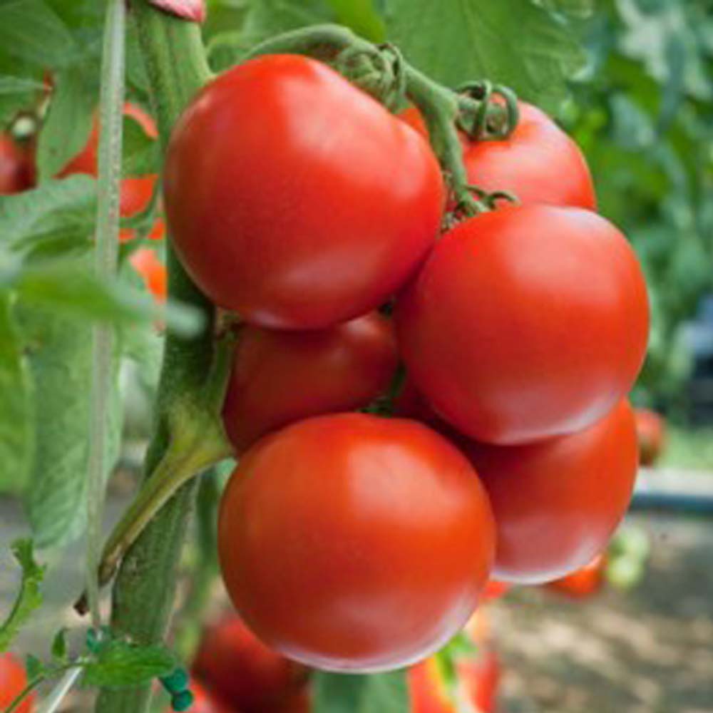 Tomato Variety heirloom seeds collection for home garden planting