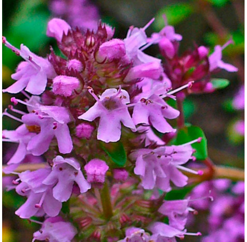 Thymus Serpyllum Flower Seeds for Planting, Heirloom, Non-GMO, 100 pcs