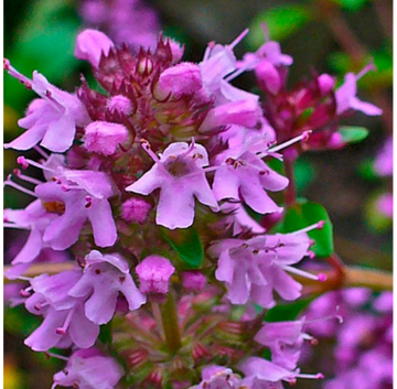 Thymus Serpyllum Flower Seeds for Planting, Heirloom, Non-GMO, 100 pcs