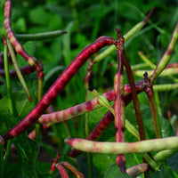 Top Pick Brown Crowder Cowpea heirloom seeds for home garden planting