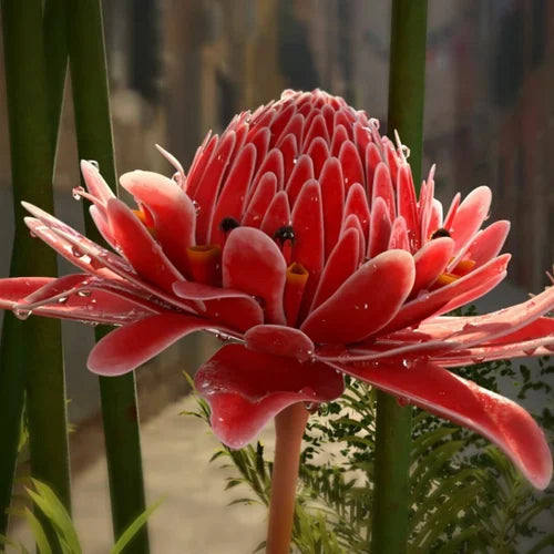 Heirloom Non-GMO Brown Ginger Flower Seeds for Garden Planting – Rare Exotic Blooms Variety