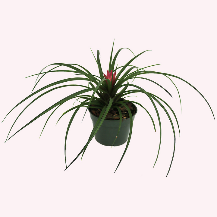 Organic Heirloom Non-GMO Pink Tillandsia Cyanea Seeds for Planting – Air Plant Blooms