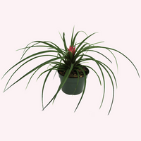 Organic Heirloom Non-GMO Pink Tillandsia Cyanea Seeds for Planting – Air Plant Blooms