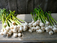 Traditional Garlic Bulbs and Cloves for Garden Planting