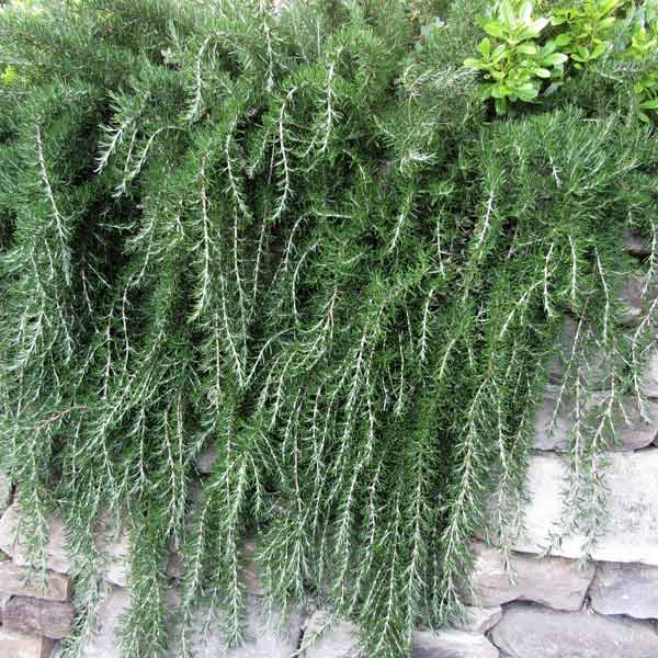 Trling Irene Rosemary Herb Plant Seeds for Fragrant and Flavorful Gardens ? Fresh Herb for Your Garden