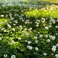 Trifolium repens miniature clover with compact green foliage and white flowers