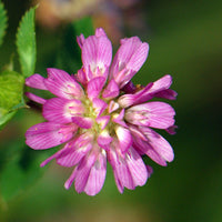Heirloom Non-GMO Persian Clover Flower Seeds for Planting – Blooms for Pollinator Gardens