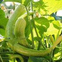 Tromboncino Squash Zucchini Rampicante heirloom seeds for home gardening