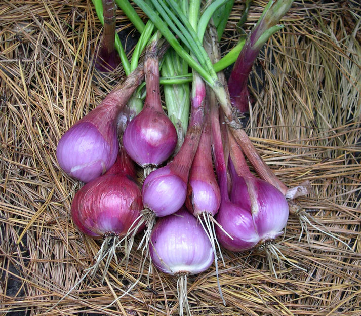 Tropeana Lunga Heirloom Onion Vegetable Seeds