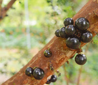 Tropical Jabuticaba fruit tree seeds for containers, patios, and orchards