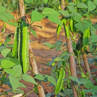 Tropical Winged Bean plant producing distinctive winged pods in a raised garden bed