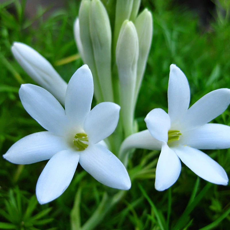 Tuberose Flower Seeds for Planting non gmo seeds -NON GMO Seeds