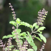 Holy Basil (Tulsi) Seeds for Planting Scientific Name Placeholder for planting in home garden