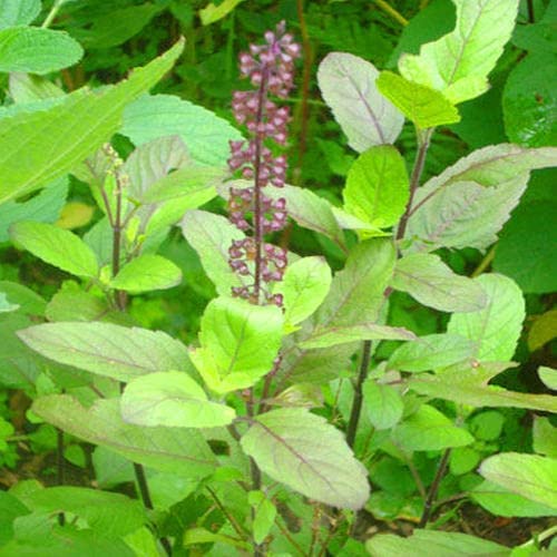 Holy Basil (Tulsi) Seeds for Planting – Heirloom, Non-GMO Medicinal He