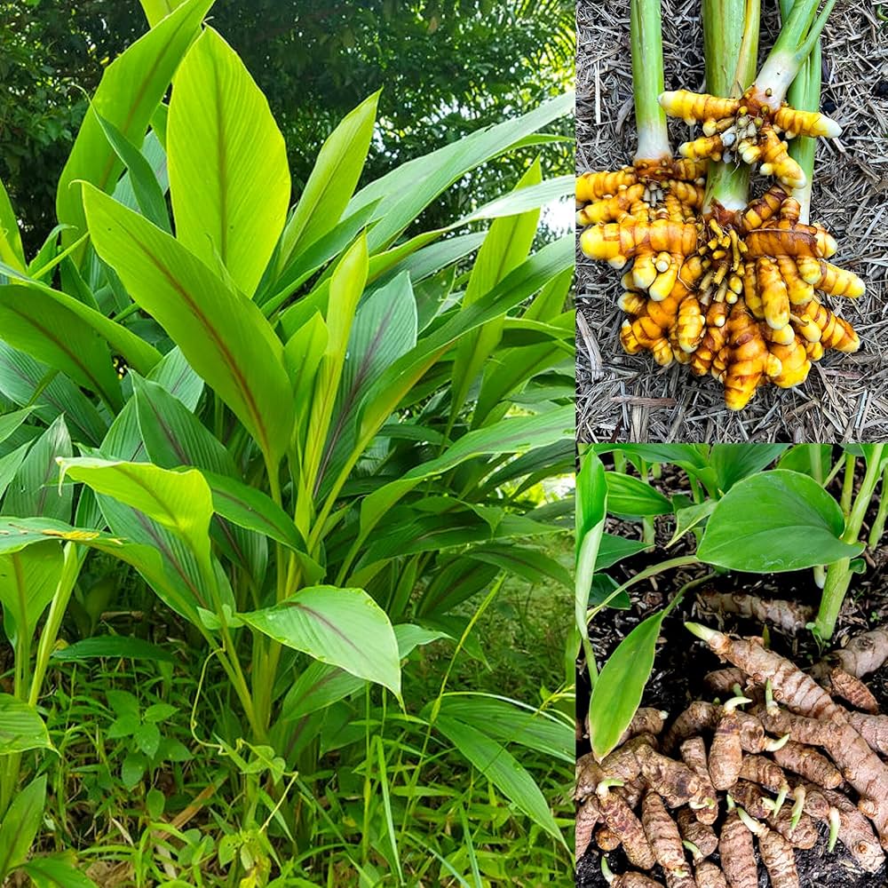 Turmeric plant seeds for planting in home gardens and containers