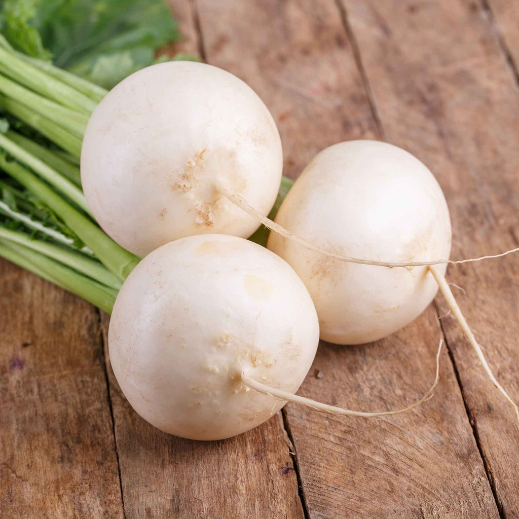 Turnip Shogoin Vegetable Seeds for Planting - heirloom and Non-GMO Garden Seeds