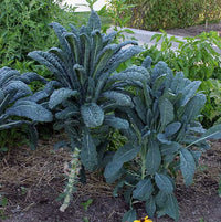 Sea Kale Vegetable Seeds for Planting heirloom & Non-GMO Seeds