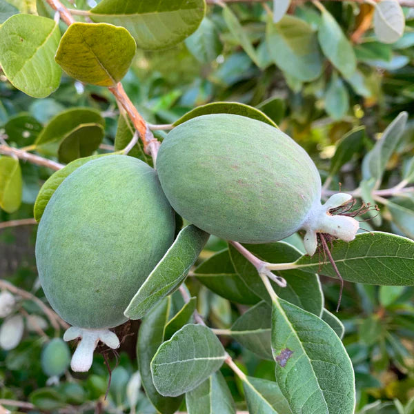 Pineapple Guava Fruit Seeds