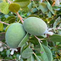 Pineapple Guava Fruit Seeds