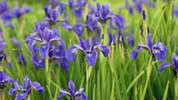 Colorful iris plants growing along a landscaped garden border

