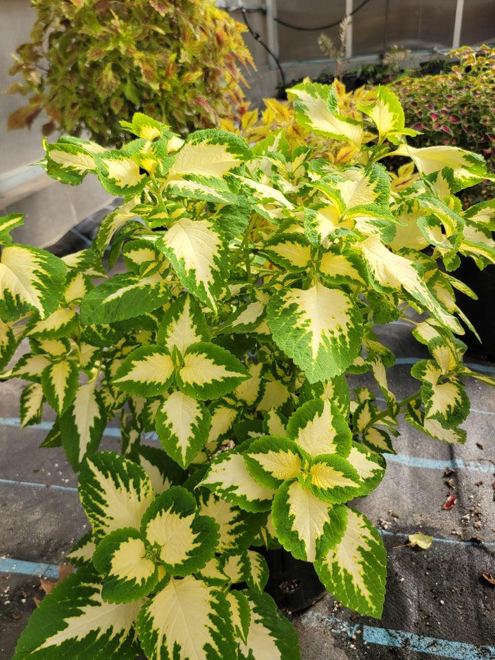 Heirloom Green Yellow Coleus Flower Seeds for Planting ƒ?? Non-GMO, Decorative Ornamental Foliage Variety