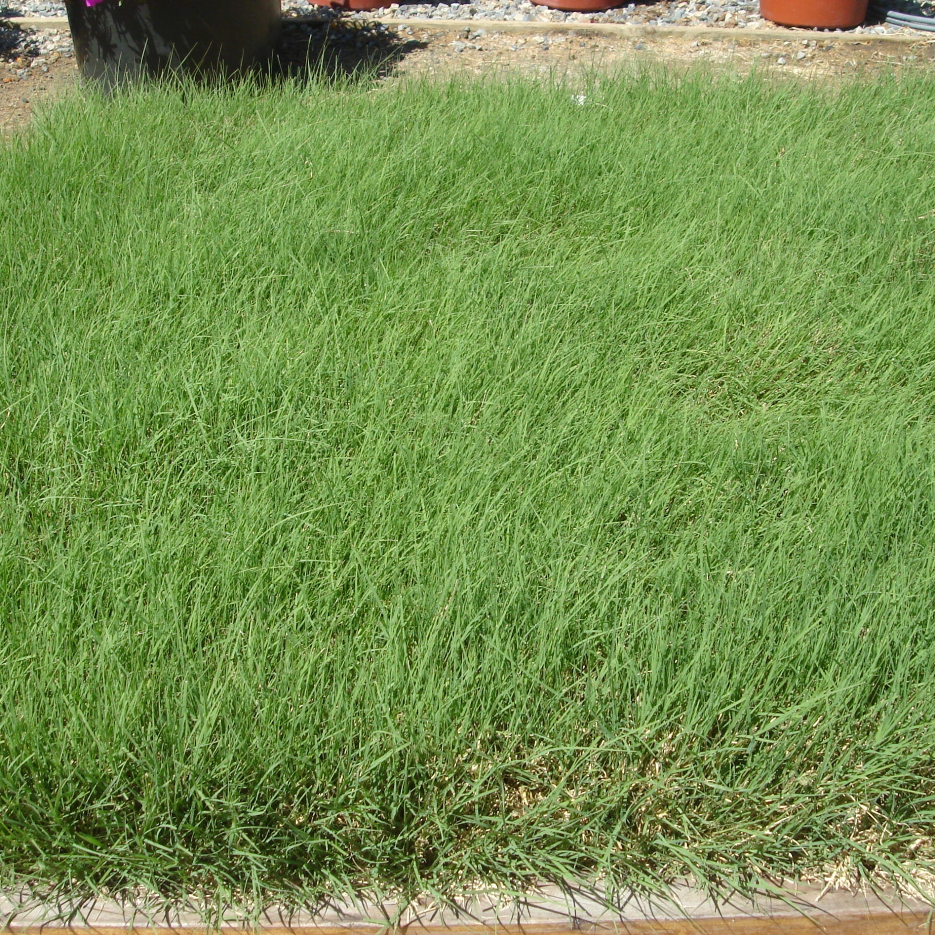 U.S. Buffalo Grass Seed (Bouteloua dactyloides) ? Drought-Tolerant, Low-Maintenance Lawn Solution