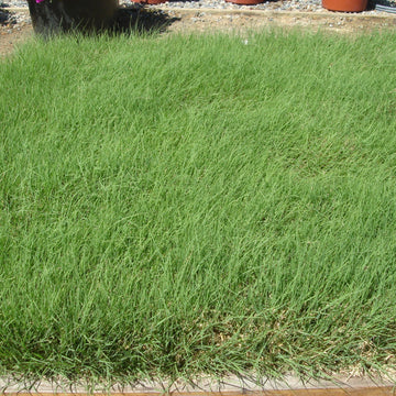 U.S. Buffalo Grass Seed (Bouteloua dactyloides) ? Drought-Tolerant, Low-Maintenance Lawn Solution