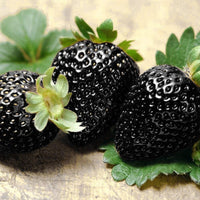 Deep-colored strawberries ripening on healthy garden plants.