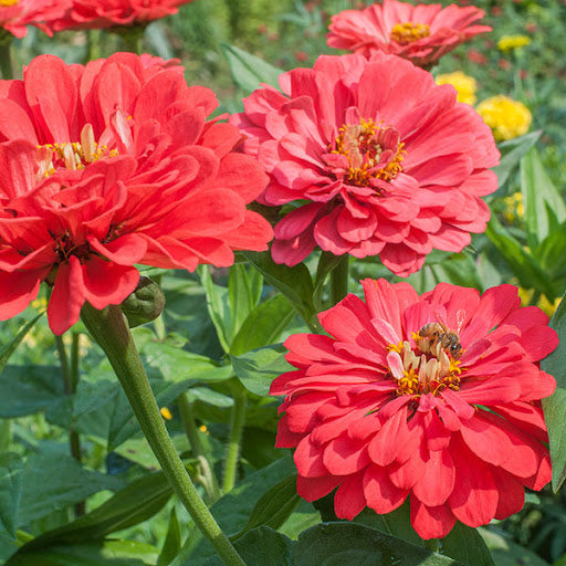 Zinnia Benary Giant Flower Seeds for Planting – Vibrant Colors, Non-GMO, Heirloom Seeds - Benary for planting in home garden