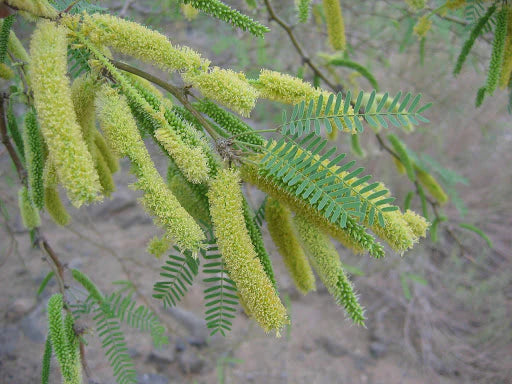 Prosopis Glandulosa Herb Seeds