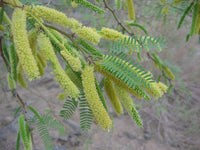 Prosopis Glandulosa Herb Seeds