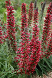 Amoenum Red Flower Seeds for Planting – Organic, Heirloom, Non-GMO Seeds