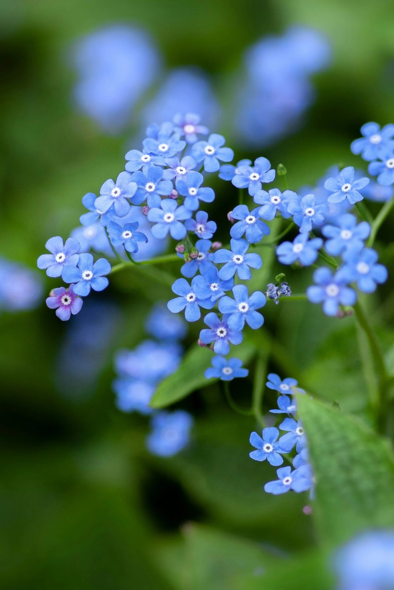 Heirloom Blue Alpine Forget-Me-Not Flower Seeds for Planting, Myosotis Alpestris, Non-GMO