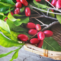 Synsepalum Dulcificum Fruit Seeds