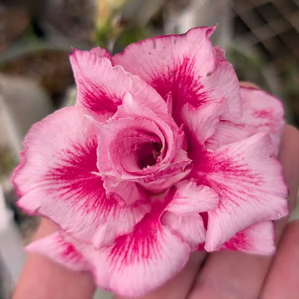 Perennial desert rose plant with colorful blooms in a sunny garden.
