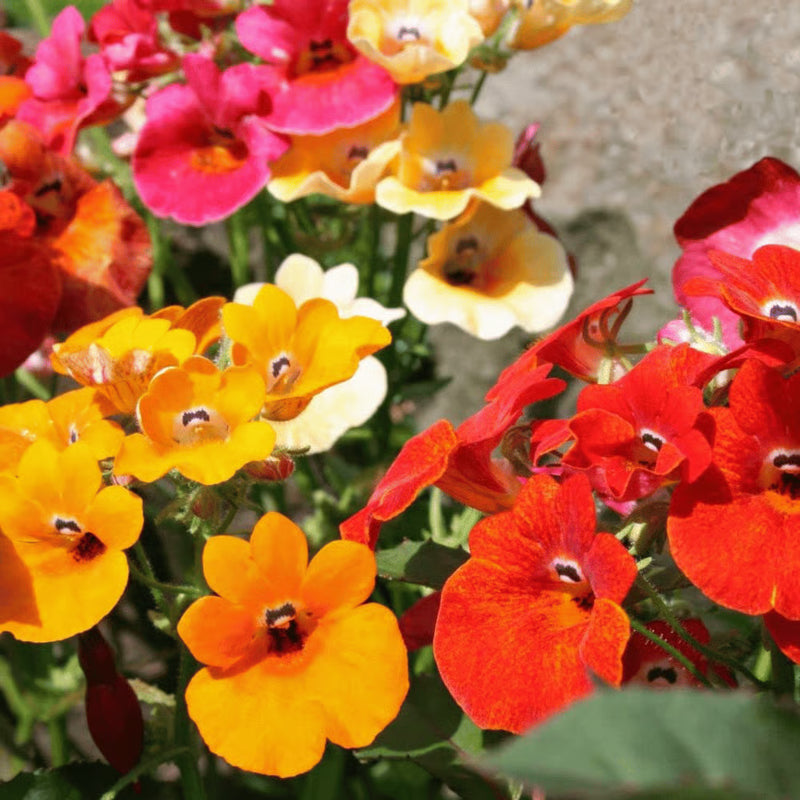 Nemesia Carnival Mix Flower Seeds – Heirloom Non-GMO Seeds for Bright and Fragrant Garden Planting